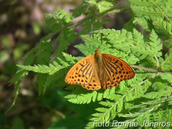 Trubbvingad Pärlemorfjäril Argynnis laodice